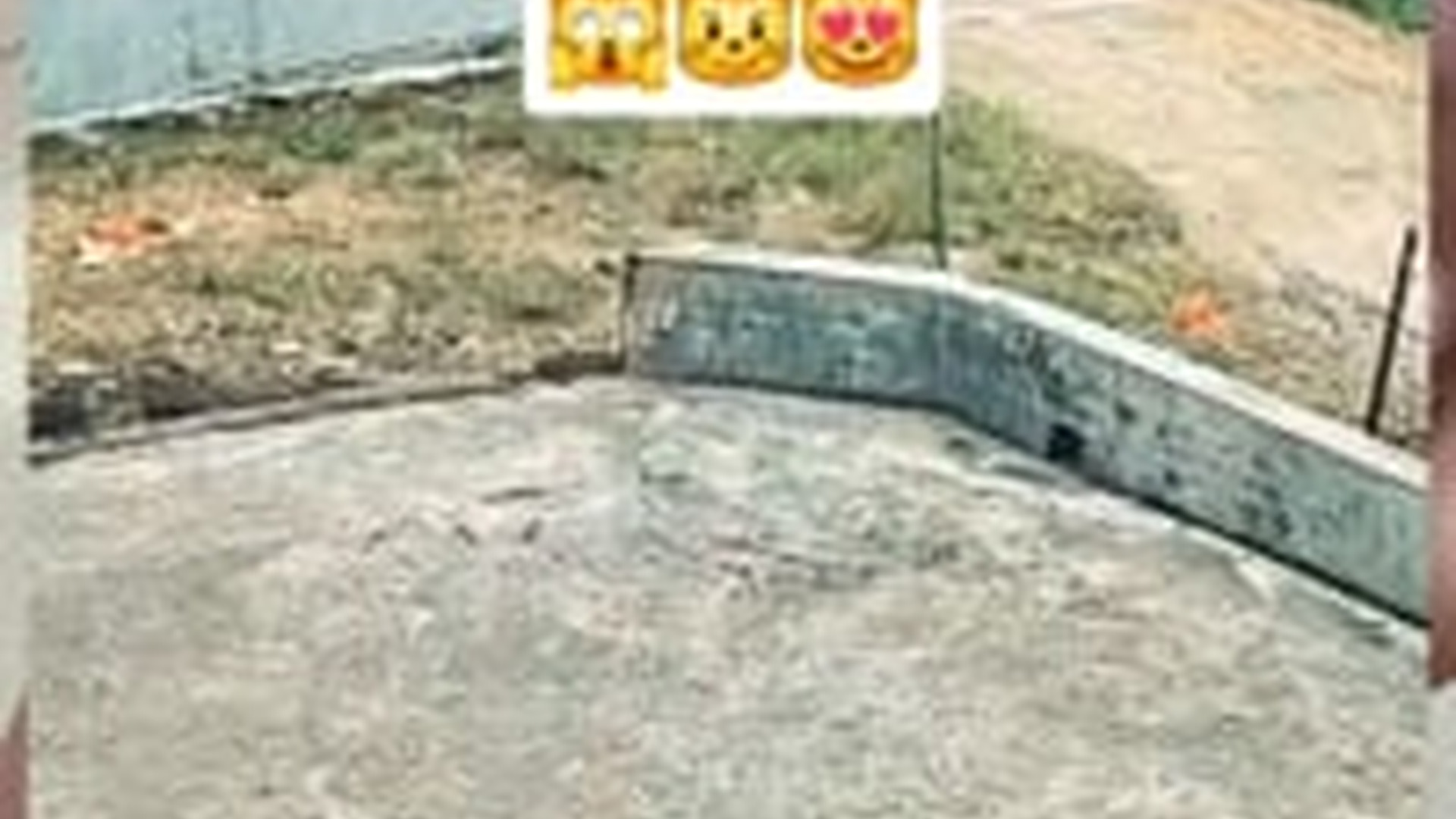 M2105001_1.2M views 10K reactions Kucing ini menghalau anjing yang masuk wilayahnya.. #fyp #reels #kucing_part2