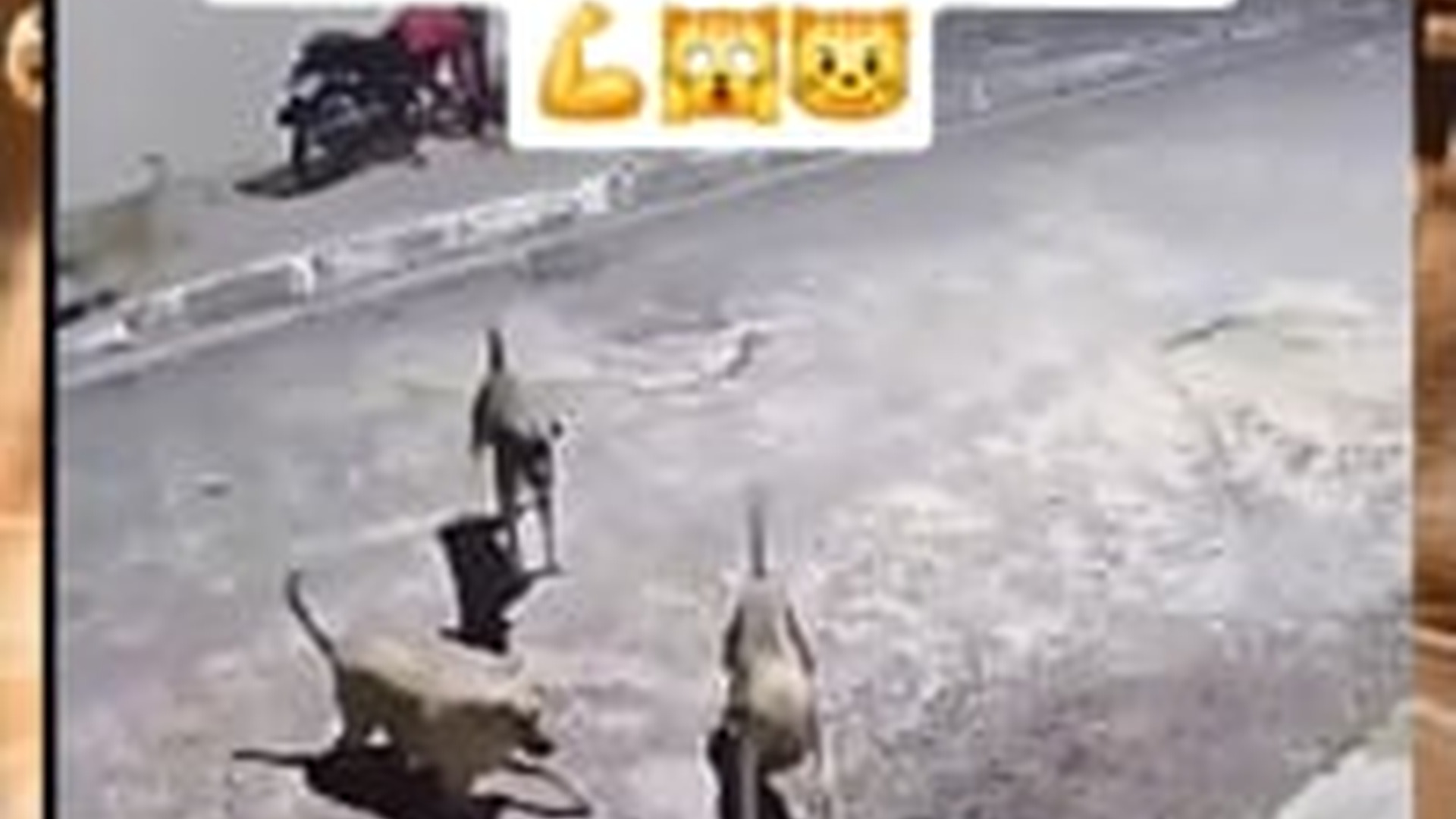 M2105002_5.5M views 10K reactions Diserang segerombolan anjing liar kucing ini berhasil membuatnya mundur_part2