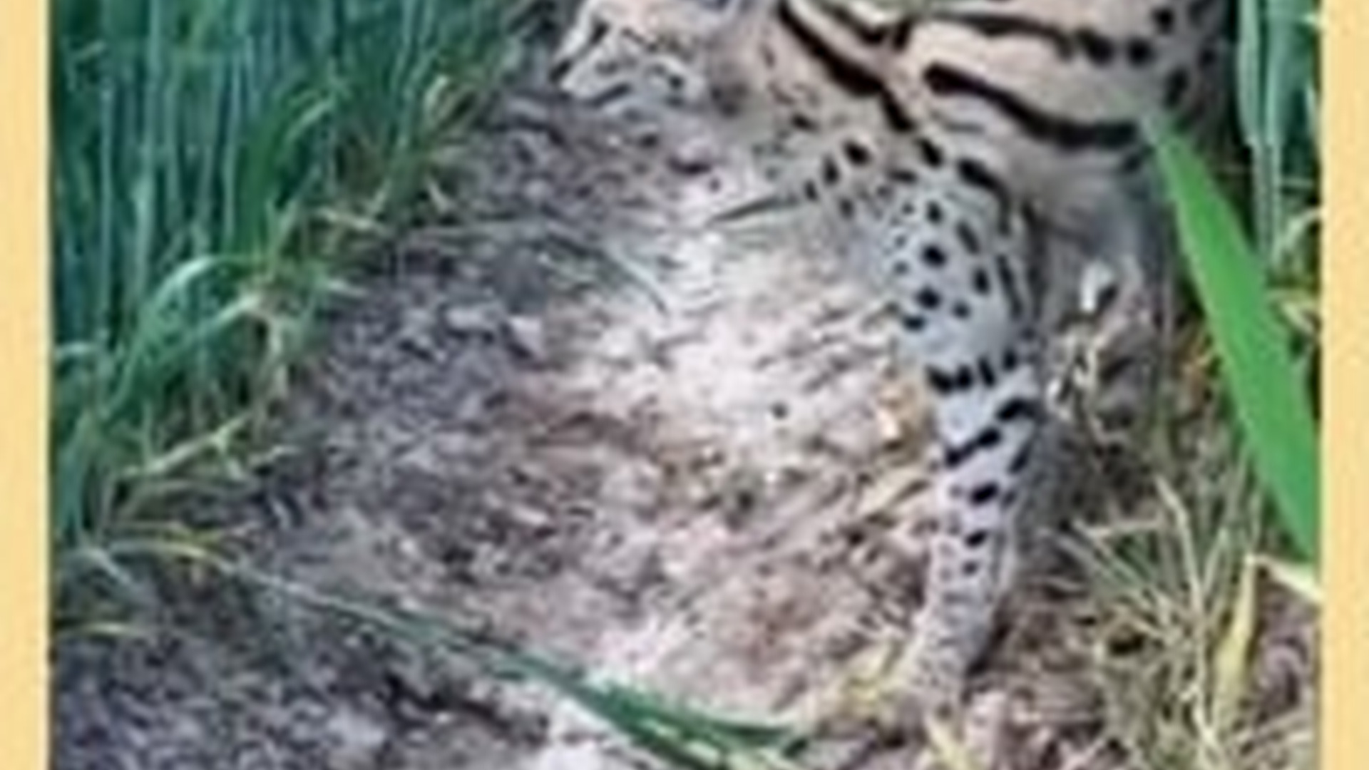 M2105004_3.7M views 39K reactions Tidak takut jenis anjing apapun, kucing ini bikin ketar ketir anjing pe_part2