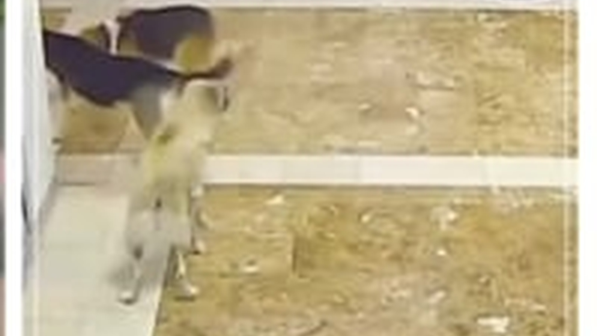 M2105005_1M views 10K reactions Kucing ini menyelamatkan temannya dari serangan tiga anjing galak.. #fyp_part2