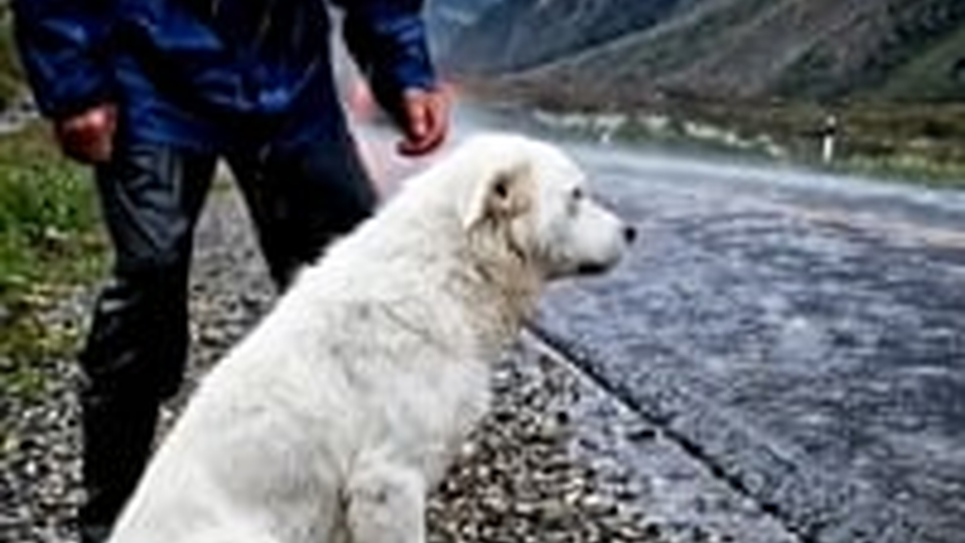 M2105015_53K views 5K reactions A mother dog was crying helplessly on roadside her puppies. Then_part2