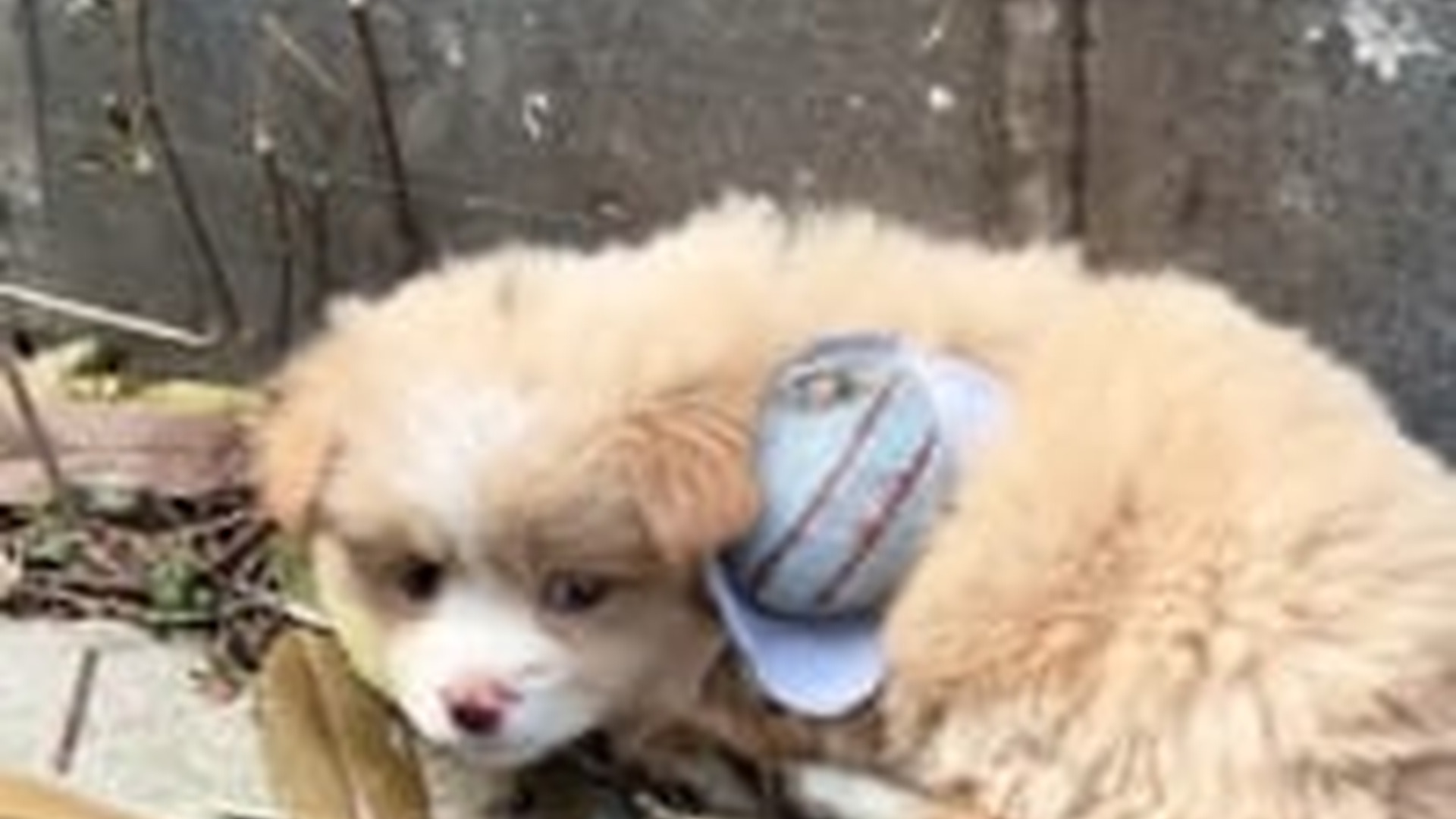 B2904006_I adopted a puppy that had been abandonedon the roadside, and then...#rescue #animal #fyp #usa #love_part2