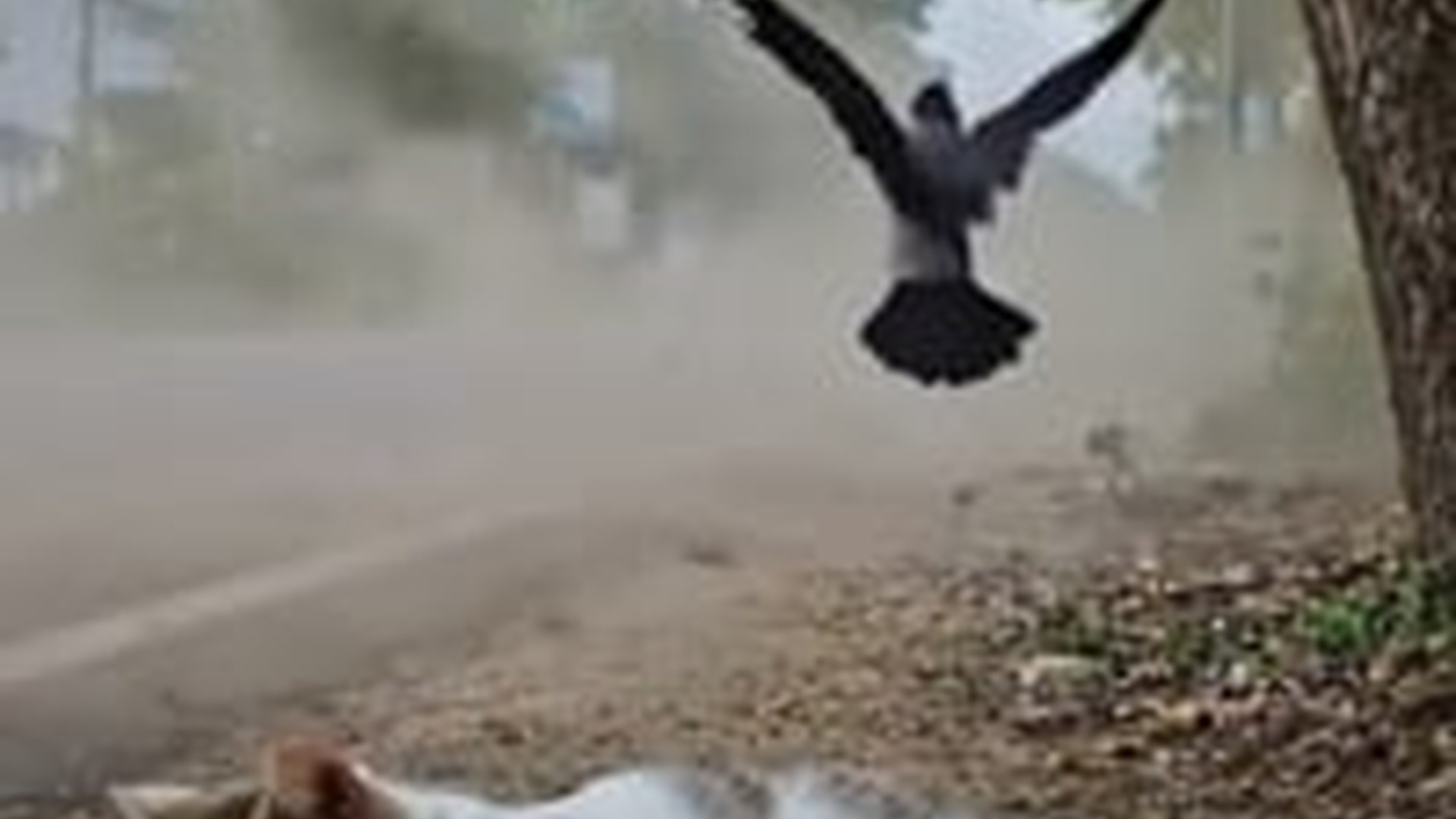 M2305007_137K views 2.1K reactions He was left to die on roadside ignored by world, attacked by_part2
