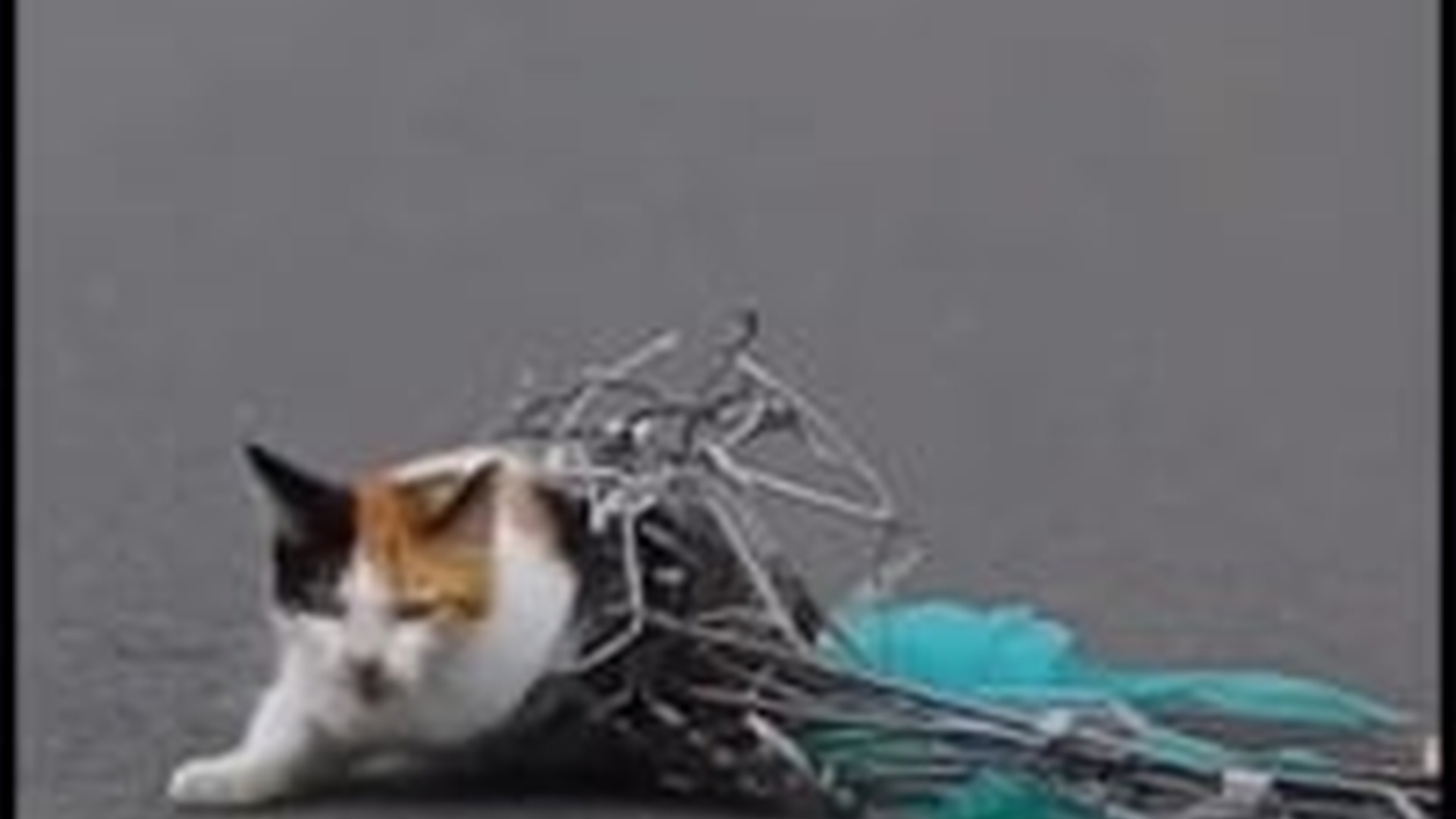 M2305010_297K views 1.7K reactions In middle of a busy highway a tiny life was moments away tra_part2