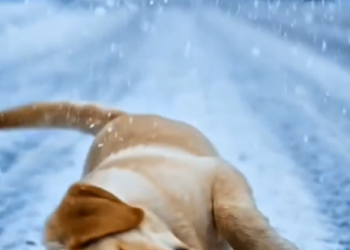 N2005032_Heartless Driver Tries To Throw Helpless Labrador Puppy Moving Car In Snowstorm_part2