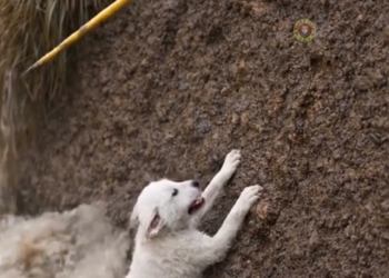P2205024_Mother Dog Rescue her puppy Help of Man #dog #doglover #reels_part2