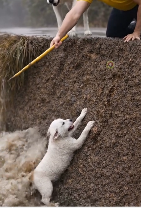 P2205024_Mother Dog Rescue her puppy Help of Man #dog #doglover #reels_part2