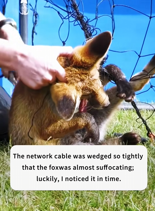 N2005037_A fox got stuck in the wire mesh ofmy garden and was almostsuffocating. Then…#rescue #animals #fyp_part2