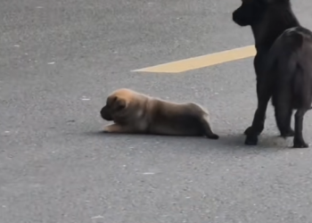 H2505011_The mother dog’s puppies were gradually adopted by people, but this great mother could not bear to p_part2