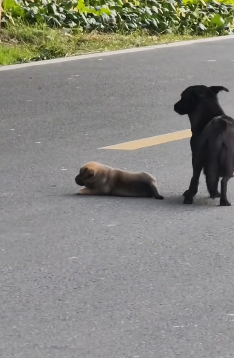 H2505011_The mother dog’s puppies were gradually adopted by people, but this great mother could not bear to p_part2