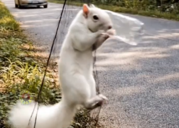 P2205027_Brave Girl Rescue Poor Squirrel stuck in Net #reels #viral #tr_part2