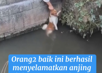 N2005043_PROMO MINYAK SALMON ORIGINAL UNTUK ANJING KUCING LANGSUNG CEK VT INI 👉🏻👉🏻👉🏻 @SnoweeSnowa #dog_part2