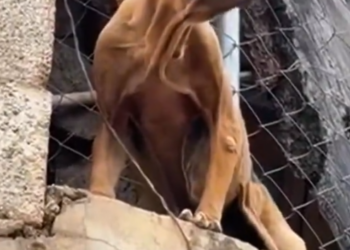 N2005053_los humanos son los que hacen más daño al planeta 😭🐕😍 #perrosmaltratados #videostristes #Viral #t_part2