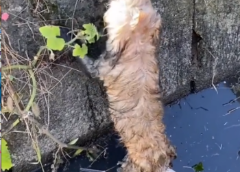 N2005051_#helpanimals #dogsoftiktok #dogs #dog #help_part2