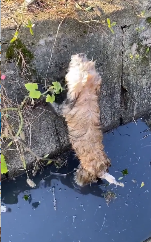 N2005051_#helpanimals #dogsoftiktok #dogs #dog #help_part2