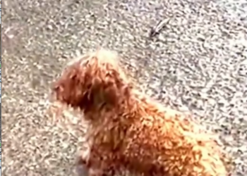 N2005055_Rescue a puppy on the road #rescue #animal #rescueanimals #puppy #dogsoftiktok_part2