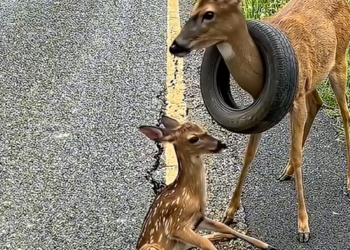 P2605004_She cut tire to save trapped White tailed deer mother her baby a moment brought mi_part2