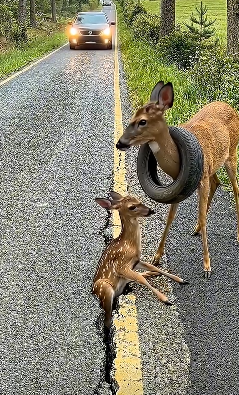 P2605004_She cut tire to save trapped White tailed deer mother her baby a moment brought mi_part2