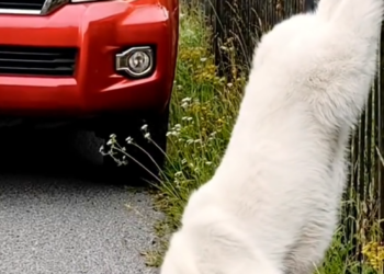 P2205026_Kind Hearted Lady Rescue Poor Dog #dog #doglover #reels #viral #an_part2