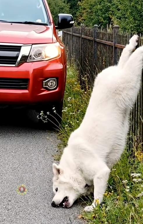 P2205026_Kind Hearted Lady Rescue Poor Dog #dog #doglover #reels #viral #an_part2