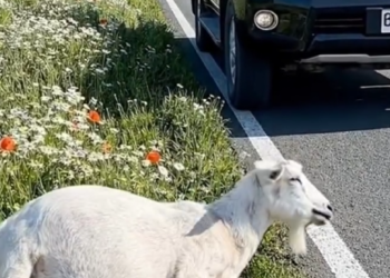 P2205016_Kind Man Rescue Poor Pragnent Mother Goat on Road Side #reels_part2