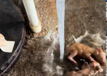 H2505014_Which female rabbit overturns the cage will be eliminated directly #cute pet #pet #record #rural lif_part2