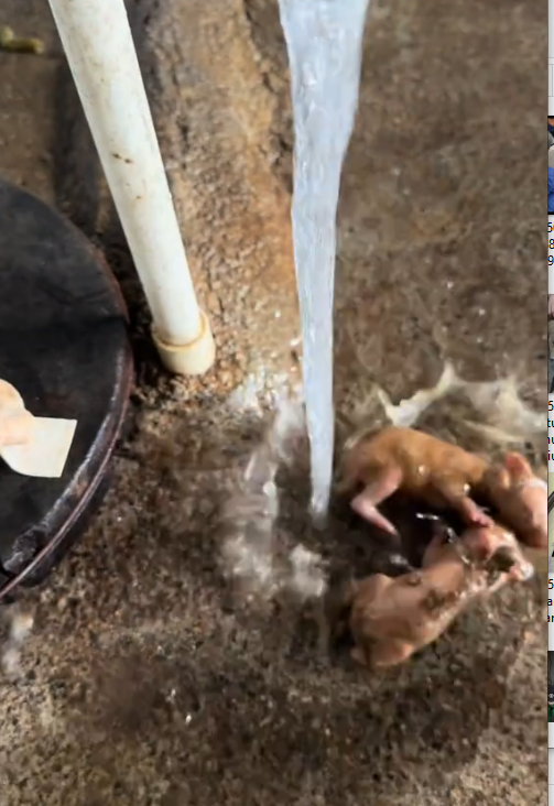 H2505014_Which female rabbit overturns the cage will be eliminated directly #cute pet #pet #record #rural lif_part2