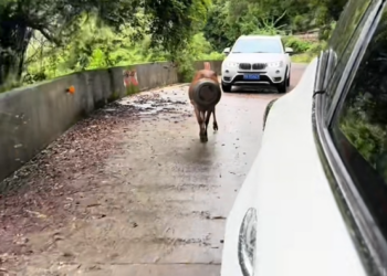 H2505013_Cow Gets Stuck in a Bucket – A Strange Day on the Road #fyp #foryou #foryoupage #trending #viral #fu_part2