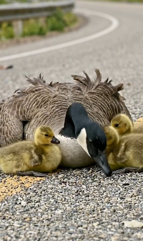 P2605008_injured mother goose lay in middle of road, her babies crying out in despair an ending_part2