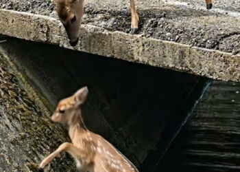 P2605007_kind man stopped his vehicle to rescue a fawn trapped in a deep canal_part2