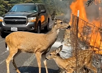 P2605005_Amid a sea of flames A mother deer helplessly watches her baby a miracle arrives_part2