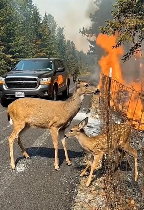 P2605005_Amid a sea of flames A mother deer helplessly watches her baby a miracle arrives_part2