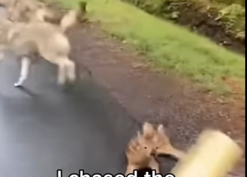 A2305014_was just driving through town… #animals #wildliferescue #animalrescue #truestory #wildlife_part2