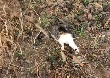 H2505015_The cat was trapped_part2
