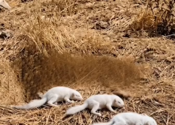 P2205018_Brave Dog Rescue Poor Unconscious babies of Squirrel #reels #vi_part2