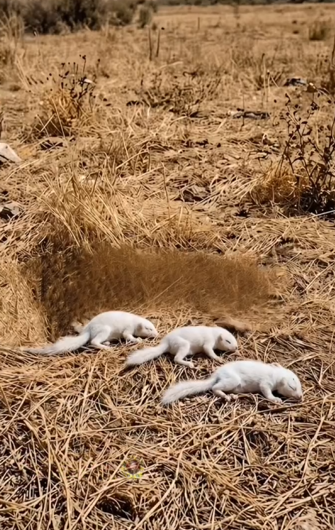 P2205018_Brave Dog Rescue Poor Unconscious babies of Squirrel #reels #vi_part2