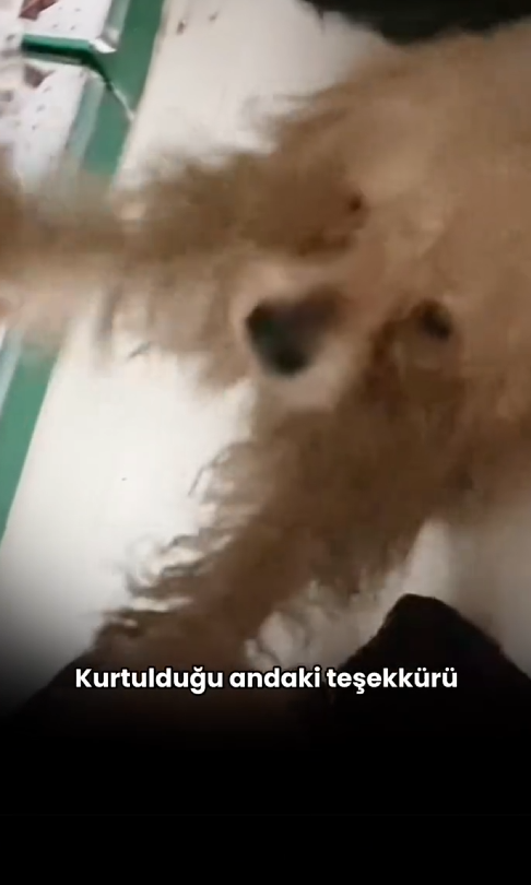 H2505032_Bu kızımı yavruları ile birlikte barınaktan kurtardık Endakikahaber_part2