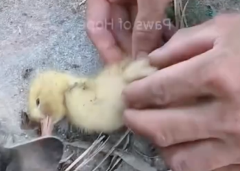 H2505040_moment brought me to tears kitten pleading help only_part2