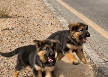 P2205013_Girl Rescue poor Mother Dog her puppies #reels #fyp #rescue #do_part2