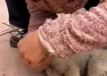 M2705015_Rescue a poor puppy #animals #animalsoftiktok #rescue #rescueanimals #puppy #dogsoftiktok #rescuedog_part2