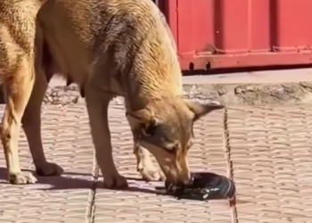 B2805006_I found a mother dog giving birth by the roadside and then…#fyp #rescue #animals #dog #puppy_part2