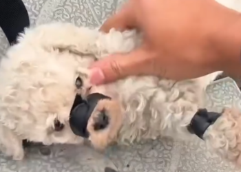N2005075_Rescue a puppy #rescue #rescuedog #rescueanimals_part2