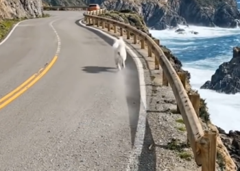 P2205019_kind man saved two puppies middle of ocean #dog #_part2