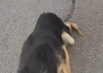 P3005008_this Man rescued a poor injured street dog and happy ending 🥰 #rescue #animal #dog #dogsoftiktok #r_part2