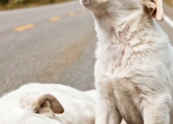 P2205012_Jesus love you #reelsviral #jesus #dog #doglover Alpha club_part2