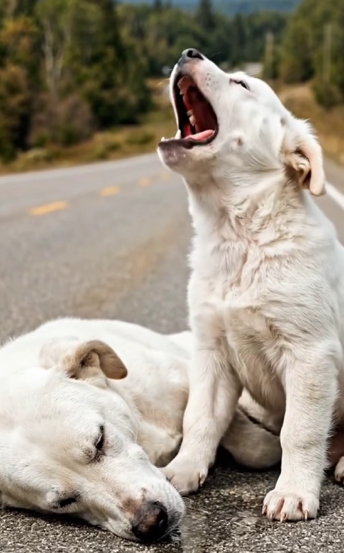 P2205012_Jesus love you #reelsviral #jesus #dog #doglover Alpha club_part2