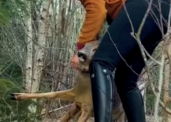 N2005077_Terrified deer saved by heroic woman 👏_part2