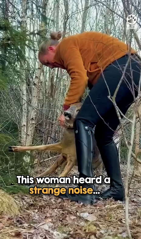 N2005077_Terrified deer saved by heroic woman 👏_part2