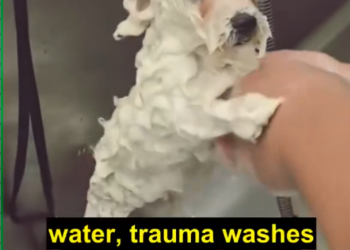 H07060012 A little Bichon was found in a terrifying situation, being dragged beh_part2
