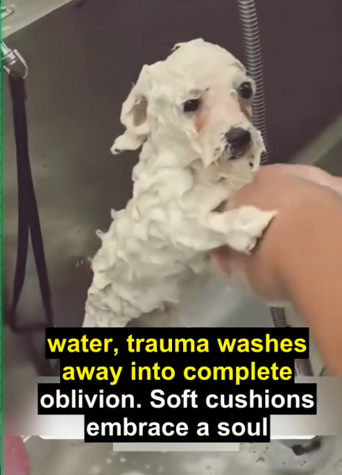 H07060012 A little Bichon was found in a terrifying situation, being dragged beh_part2
